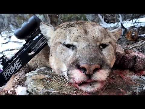 Utah Mountain Lion Hunt | Muley Freak