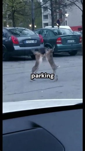 Truly epic rabbit street fight #funny #animals #memes