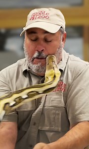 1.6M views · 13K reactions | As a snake handler I am always ready to...