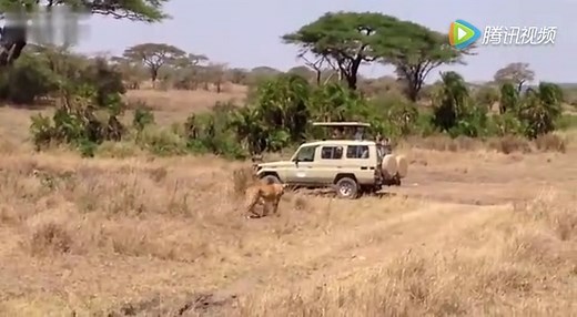 狮子捕食过程 鬣狗被狮子一口咬死瞬间