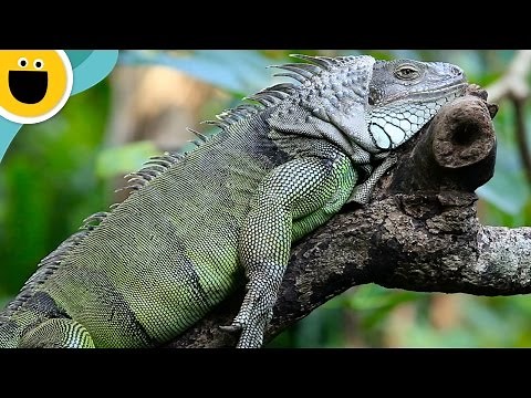Hey Lazy Lizard | Wild Clips (Sesame Studios)
