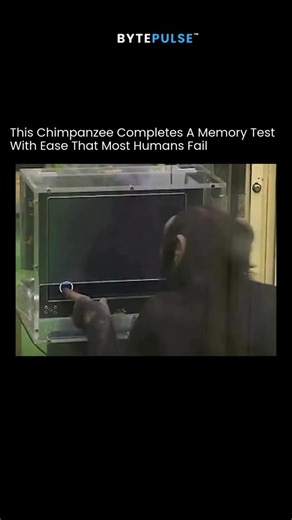 BytePulse ™ | AI | Technology on Instagram: "This chimpanzee memory experiment is real and well-documented in cognitive science, especially through work at Kyoto University’s Primate Research Institute. ​ 🤯 The Chimp With Lightning-Fast Memory Some chimpanzees can beat most humans in short-term visual memory tests, recalling number positions on a screen after seeing them for only a split second. This ability has been demonstrated in controlled lab settings, where chimps accurately tap hidden nu