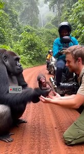 1.5M views · 45K reactions | Beautiful greeting of tiny newborn gorilla | Rsa Times | Facebook