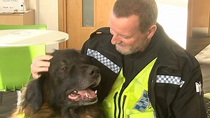 Therapy dogs used to help North Yorkshire police officers relax