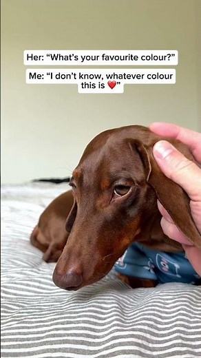 Chocolate and tan 🥰🥰🥰 #dachshund #doglove #sausagedog #doglife #cutedog (Outfit linked in bio)