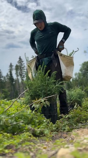 59K views · 3.7K reactions | FAQ #6 : How the trees can grow? Who will water them? Answer : Mother nature is fine thing. Rain will water the trees often enough for them to grow. #trees #treeplanting #treeplanter #planttrees #plantingtrees | Antoine Moses | Facebook