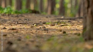 Slide from left to right - forest floor and tree trunks, undergrowth in its autumn version, natural ambiance during the day. Stock Video