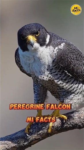 Fastest Flying Bird Peregrine Falcon