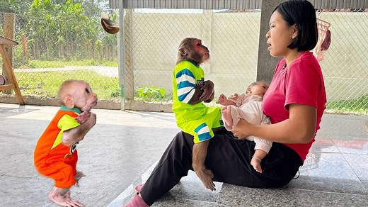 OMG...Monkey CUTIS & baby monkey begging Mom to go look for Dad | Monkey Show Daily