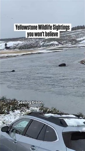 Unexpected Yellowstone in May