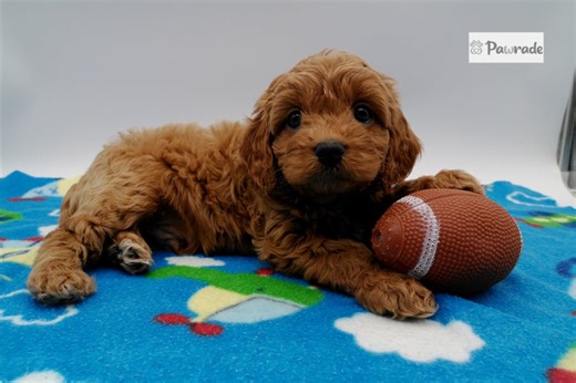 Gideon - Cavapoo Puppy 7E0DBE