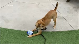 SF SPCA shelter full, looking for loving families to adopt adult dogs