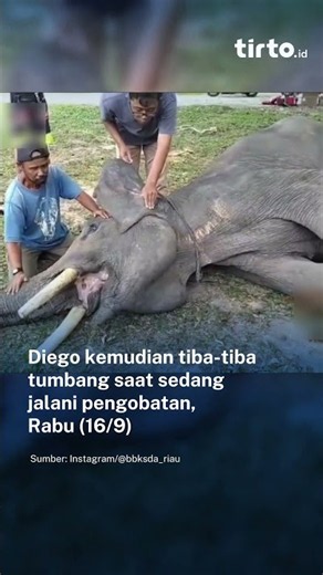 Gajah Diego di Riau Mati Usai Berjuang Melawan Gangguan Pencernaan