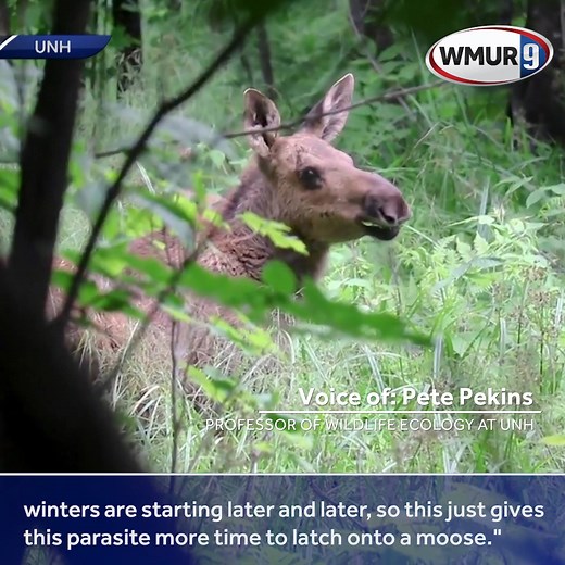 😲 A new study says winter ticks are killing 70 percent of moose calves in northern New England. Up to 50,000 ticks can be found on one moose at any given time: https://goo.gl/9jn9j9 | WMUR-TV