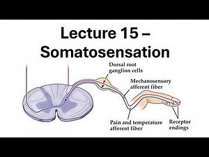 All About The Somatosensory System - Part 1