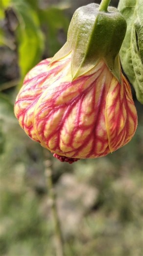 Different flowers|| #flowers #shorts