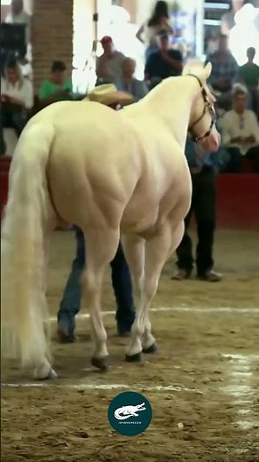 American Quarter Horse 🐎.The All-Round Champion of the Ranch and Arena