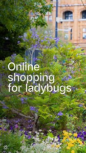 Meet Bonsai Blue, our baby Jacaranda 🌳💜 There are many stories around the proliferation of these purple trees in the city, including one that says midwives gifted them to celebrate babies being born... Instead of confirming or denying this urban myth, here's an actual baby jacaranda! Lovingly tended by our talented horticulturalist Madeline in the hidden gem of the Robbie Burns Garden, this colourful cultivar stands just a few feet tall. Come see our baby on Art Gallery Road! 📍 Robbie Burns G