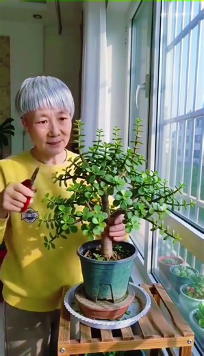 Master Bonsai Pruning: Essential Tips for Flower Enthusiasts