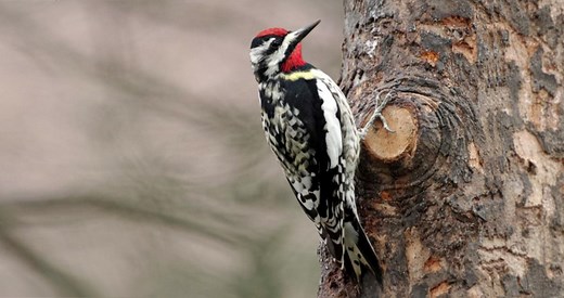Yellow-bellied Sapsucker Identification, All About Birds, Cornell Lab of Ornithology