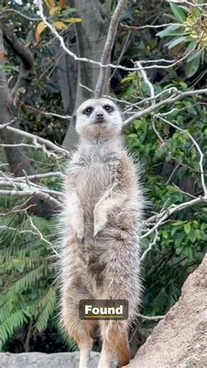 The Meerkat: Working Together to Raise Families | 4K Wildlife