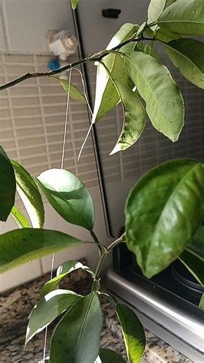 Growing Citrus Bonsai