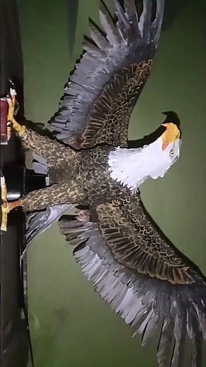 Bald eagle made out of paper and cardboard. Took 8 hrs to make it.