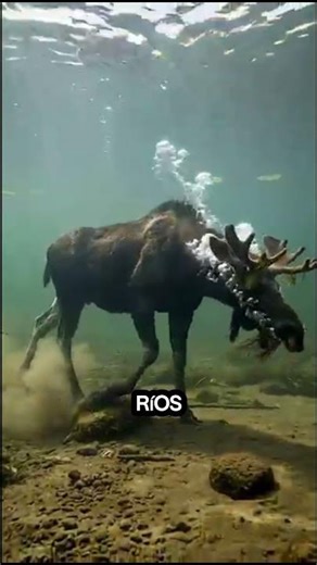 Moose can dive up to 6 meters underwater #animals #moose