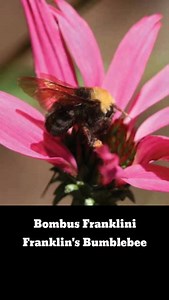 Bombus Franklini #bee #nativebees #bumblebee #nativespecies | Killer Bee Guy