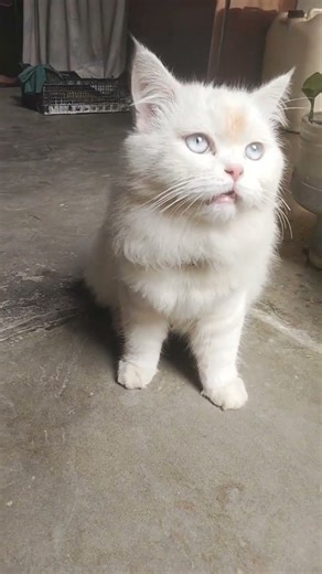 🔥 Cute Light Brown Cat Funny Moments 😹 | Browni10m My Light Brown Cat Being Adorable