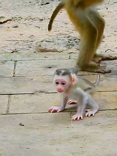 Beautiful baby monkey learn walking well done #babymomkey #funnyanimals #monkey #poormonkey #monkeyvideo #momkeybaby | Model Monkey