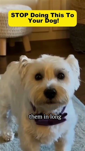 ​3 Things Your Dog Secretly HATES! 🐶🚫 #Shorts #DogCare #viral