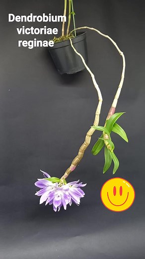 Dendrobium victoriae reginae | Colibri Orquídeas