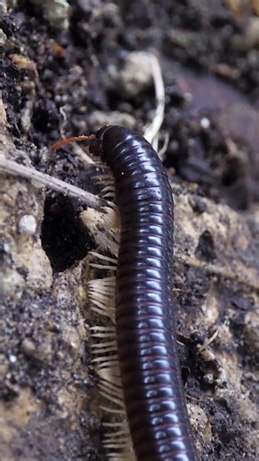 Millipede crawls