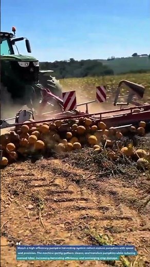 High-Speed Pumpkin Harvester in Action! 🎃🚜 #HarvestTech #SmartFarming #Agriculture