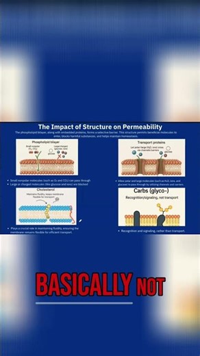 Cholesterol's Role: Phospholipid Bilayer Flexibility Explained #shorts