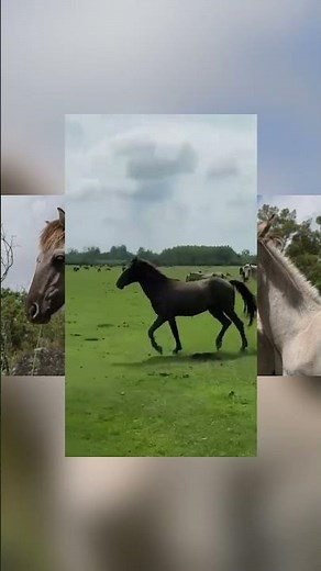 5 Rare Horse Breeds You Won’t Believe Exist\\The World’s Most Unique Horses