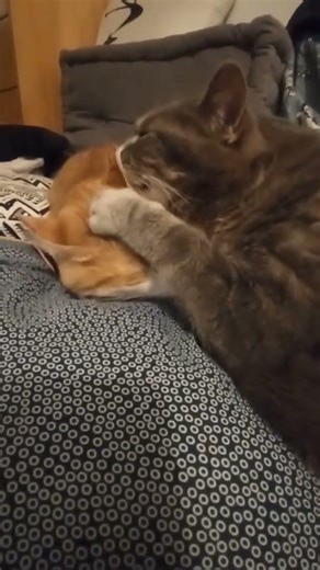 Mon chat Willow lave l’oreille de son copain chat Tibout avec application 😀