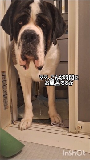 [Giant Dog Breed] Nana the Saint Bernard comes to be by my side no matter the time of day♥️