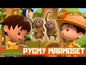 Rescuing PYGMY MARMOSET TWINS Rainforest 🐒🌳 | Leo the Wildlife Ranger Spinoff S6E09 | @mediacorpokto