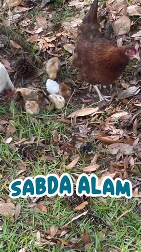 Sabda alam penyanyi Once mekel