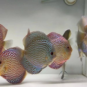 4.1K views · 103 reactions | Some Jumbo sized fish from our new Na Discus order Website is up to date https://goldenstatediscus.com/ | Golden State Discus | Facebook