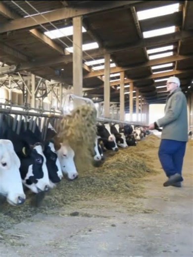 How to properly feed cows on a modern cow farm Work that gives results #farming #ironman #farm