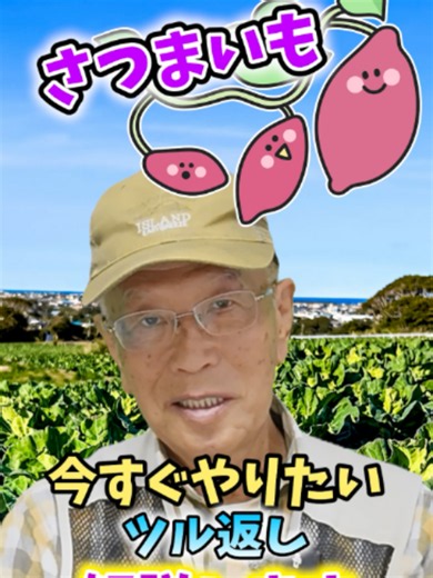 サツマイモ栽培で今すぐやりたいツル返し！#家庭菜園 #サツマイモ栽培 #サツマイモの育て方 #ツル返し #つる返し #蔓返し #肥大化 #つるボケ #不定根 #農園 #栽培