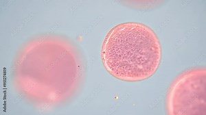 Exploring microscopic cell structures in a lab setting during a biology class demonstration