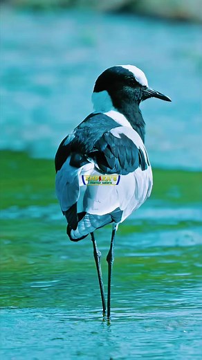 Birds of Tanzania: Wildlife Facts