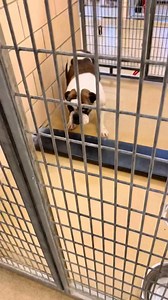 2.7K views · 123 reactions | My heart breaks for these dog! #dog #puppies #doglover #world #puppy #virals #animals #servicedog | Mister Beanito | Facebook