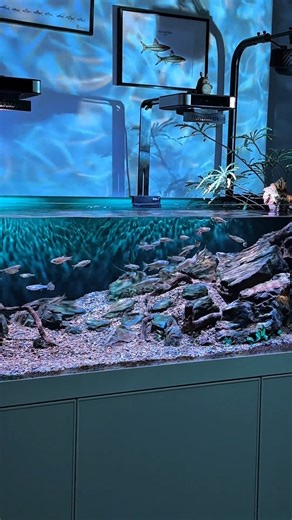 A&Aqua Pro on Instagram: "Do you like this feeling?#foryoupage❤️😍 #aquriums #reelsfacebook #reelsinstagram😍 #fishtank #Dropshipping #aquariumlife #aquariumsupplies #aquarium #fishkeeping"