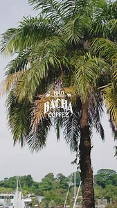 Boat bound? Cruise the high seas this August with our Navigator Coffee Bag Taster and enjoy 10 different varieties of exquisite Arabica coffee in 25 freshly sealed coffee drip bags. Chart your course for an adventure in flavour with a coffee bag, cup and hot water, and let our little orange coffee booklet map out a grand journey across the world. #BachaCoffee #100PercentArabica #NavigatorCoffeeBagTaster #Summer #SummerCruise #CoffeeRitual | Bacha Coffee