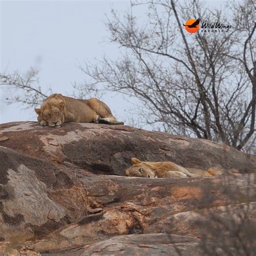 Because of their nocturnal habits, lions aren't always easy to find on safari, and during the day they spend a lot of time sleeping in the shade. Sometimes, however, we get lucky and may come across lions resting on a rocky outcrop. 📹 Simon Vegter | Wild Wings Safaris